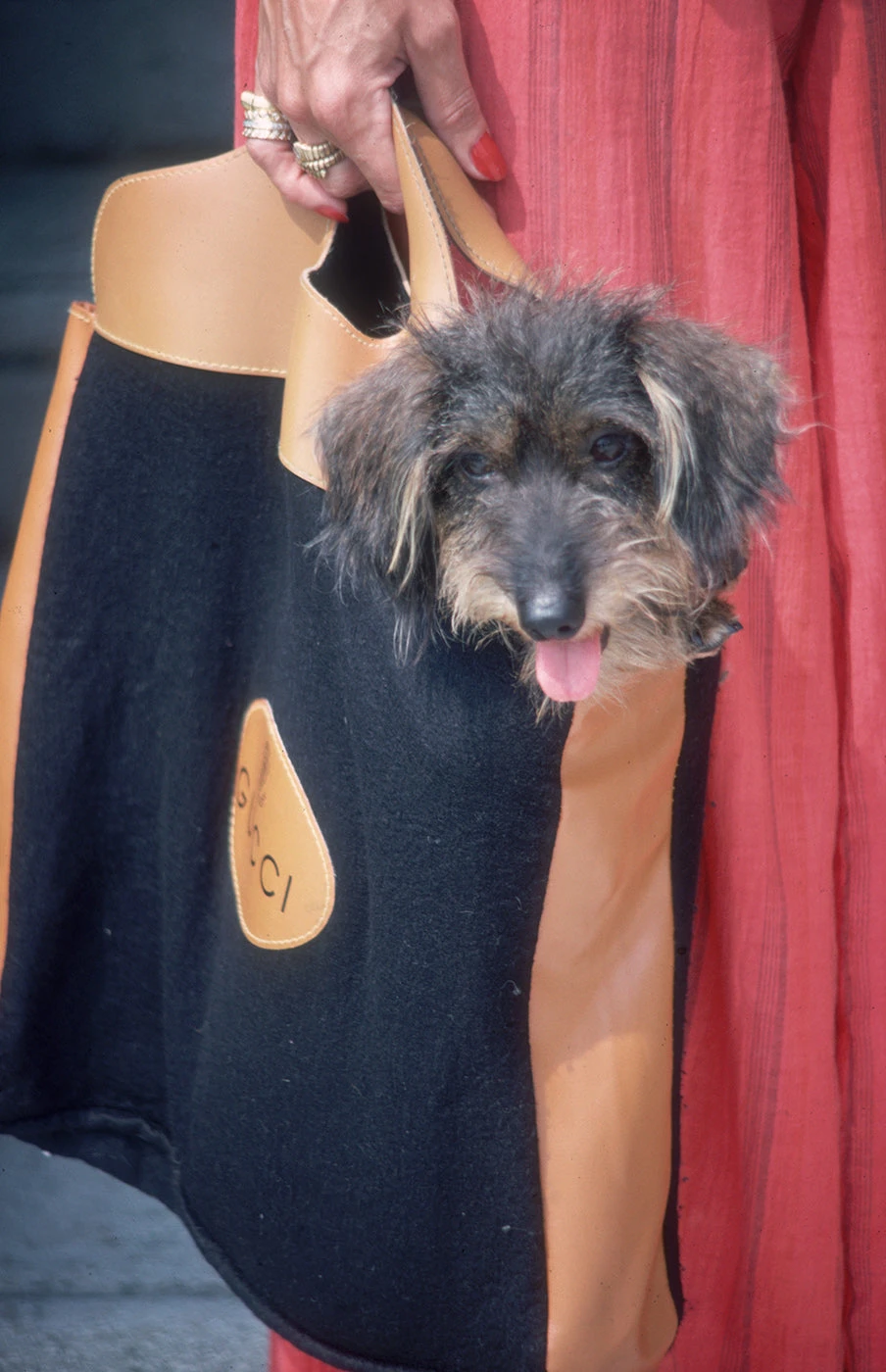 Jonathan Adler Slim Aarons “Gucci Pooch” Photograph Photography