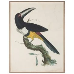Jonathan Adler Barraband Toucans 2 Print