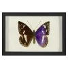 Jonathan Adler Print Hubbard Butterfly, Small: 1160