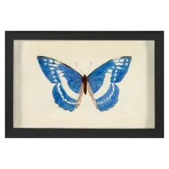 Jonathan Adler Print Hubbard Butterfly, Small: 135
