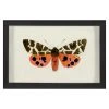 Jonathan Adler Hubbard Butterfly, Small: 1420 Print
