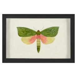 Jonathan Adler Hubbard Butterfly, Small: 146 Print