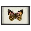 Jonathan Adler Print Hubbard Butterfly, Small: 1632