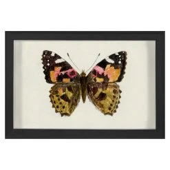 Jonathan Adler Print Hubbard Butterfly, Small: 1632