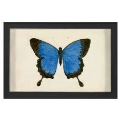 Jonathan Adler Hubbard Butterfly, Small: 181 Print