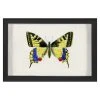 Jonathan Adler Print Hubbard Butterfly, Small: 583
