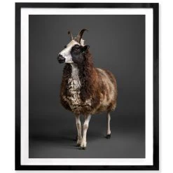 Jonathan Adler Peter Samuels "Dazzle" (the Ewe)