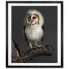 Jonathan Adler Peter Samuels "Banchi" (baby Barn Owl)