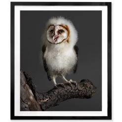 Jonathan Adler Peter Samuels "Banchi" (baby Barn Owl)