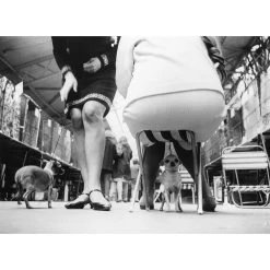 Jonathan Adler "Chihuahuas" From Getty Images Photography