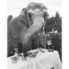 Jonathan Adler "Elephant For Tea" From Getty Images Photography